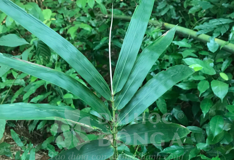 Hóp Sào (Phyllostachy Aurea)